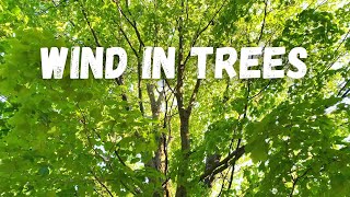 Wind in Trees Sound Effects  Leaves Rustling in Forest [upl. by Savart787]