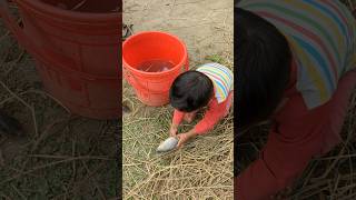 Baby Fisher boy catching fish shorts fish fisherboy catchingfish [upl. by Nwatna663]