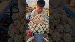 How to repot big succulents 🪴 succulents 多肉植物 다육이들 plants [upl. by Perot913]