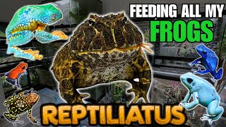 FEEDING MY PET FROGS Pacman frogs Dart frogs Tree frogs and more [upl. by Cindee]