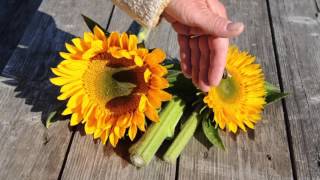 Sunflower Spacing Recommendations How to Space for Different Bloom Sizes [upl. by Malachi]