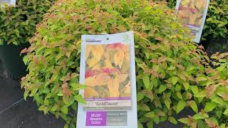 Spiraea Goldflame Japanese Spirea  INTENSE Golden Foliage with Red Tips amp Bright Pink Flowers [upl. by Hook435]