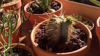 Quick Update on PILOSOCEREUS MAGNIFICUS Cactus and Sticks on Fire Succulents [upl. by Htebizile]