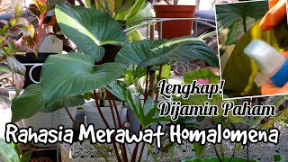 6 RAHASIA MERAWAT HOMALOMENALengkapPadatJelas [upl. by Jansen366]