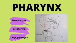 Pharynx [upl. by Diane]