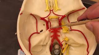 Circle of Willis [upl. by Asirak]