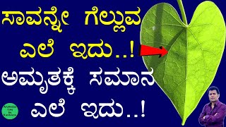 Tinospora Cordifolia uses in Ayurveda  amruthaballi benefits kannada  Guduchi Benefits  ಅಮೃತಬಳ್ಳಿ [upl. by Kallick375]