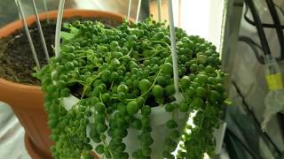 Easy Way How To Propagate String Of Pearls Succulent Plant [upl. by Tanberg19]