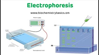 Electrophoresis Technique  Electrophoresis Biochemistry [upl. by Calandria419]