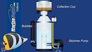 QampA Series 9 What makes a quotgoodquot protein skimmer [upl. by Nilde]