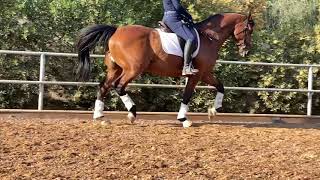 dressage horse trotting in slow motion [upl. by Yllib234]