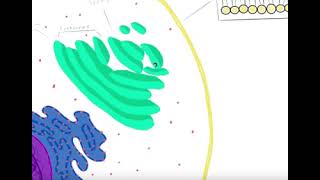 Endomembrane Project Scenario B [upl. by Lash]