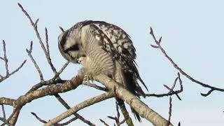 Hawk Owl Oslo [upl. by Ettevol]