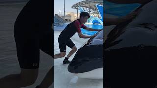 Giant dolphin fish was found inside the swimming pool  shortvideos [upl. by Zapot]