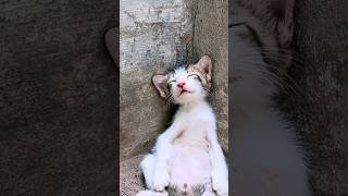 Rescue Cat Man Helps Dying Kitten and Siblings Unbelievable Outcome [upl. by Kienan]