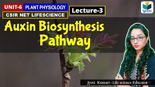 AUXIN BIOSYNTHESIS  PHYTOHORMONE PART3 CSIR NET PLANT BIOLOGY [upl. by Knowlton]