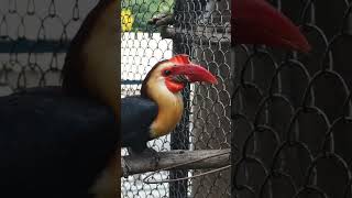 Helmeted Hornbill The Rare RedCrowned Bird of Southeast Asia Facing Extinction [upl. by Lankton290]