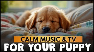 🟦 Relaxing Music For Dogs AMAZING 🐕 You Wont Believe How Quickly Your Dog Relaxes [upl. by Arline]