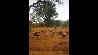 It was hunted by cheetahs then wild dogs then hyenas animals hyena [upl. by Robert775]