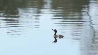 Pied Billed Grebe Fishing Hell Diver [upl. by Questa]