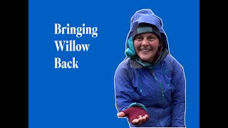 BRINGING WILLOW BACK How the RSPB and partners are restoring montane woodland in the Cairngorms [upl. by Nahsez]