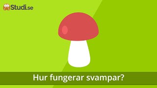 Hur fungerar svampar Biologi  wwwbinogise [upl. by Yregerg326]