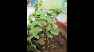 Germination of sapota seed govindvaishu seeds trending viralvideo shortsfeed trendingnow new [upl. by Terhune658]