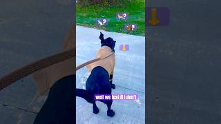 Tracking a Scent with my Hound Mix labmix blacklabs doglover doglife shorts [upl. by Henn]