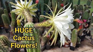 Huge Trichocereus Flowers Unclear ID [upl. by Smaj]