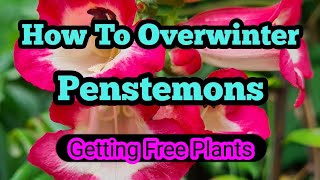 How to overwinter penstemons [upl. by Richlad]