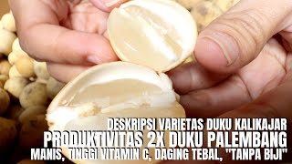 Deskripsi Varietas Duku Kalikajar Produktivitas 2x Duku Palembang [upl. by Kile]