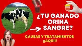 ¿TU GANADO ORINA SANGRE DEBES DE HACER ESTO  PIROPLASMOSIS EN EL GANADO [upl. by Spada]