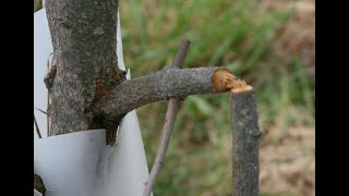 Twig Girdler Damage In A Persimmon Orchard [upl. by Rey]