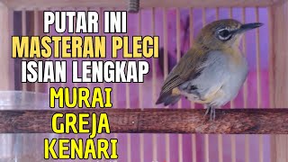 PUTAR INI  MASTERAN PLECI MANIA cara agar pleci rajin bunyi  zosterops therapy TERAPI MACET [upl. by Anaynek]