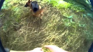 Dog chase Benny Hill theme 720p [upl. by Gintz]