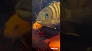 Cichlids bumblebee fish aquarium cichlid hobbies relaxing happy aquariumfish shortvideo [upl. by Notserk]