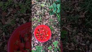 quotFirst Ripe Nanking Cherry Gardening FruitHarvest NankingCherry Strawberries GrowMoreIn24 [upl. by Ewart]