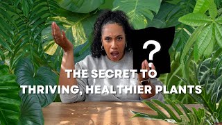 The Secret to Thriving Healthier Plants [upl. by Nehgem5]