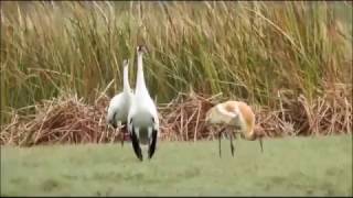 Whooping cranes on a sunny day in Lamar TX [upl. by Eilerua]