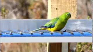 Orangebellied Parrot [upl. by Tolmann]