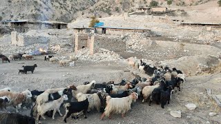 Collaring the sheep in the historical village of Pahlak [upl. by Modesty]