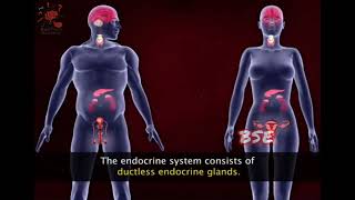 Endocrine System [upl. by Nona986]