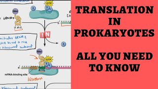 Translation in Prokaryotes  Overview of All You Need to Know [upl. by Otsenre]