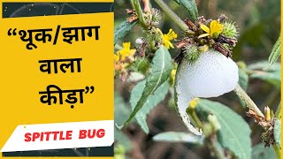 Spittlebugs Philaenus spumarius झाग वाला कीड़ा [upl. by Nitsu621]