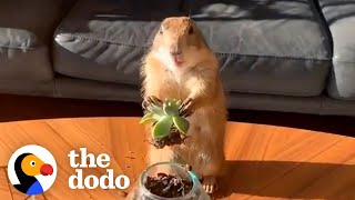 Prairie Dog Loves Working From Home With Dad  The Dodo [upl. by Magdalene813]