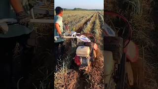 P9The onion field is full of grassOne machine with multiple uses for agricultural machineryshort [upl. by Vala217]