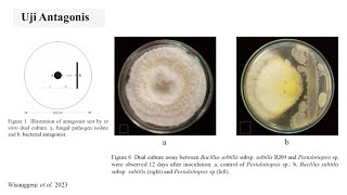 Mekanisme Antagonis dalam Menghambat Patogen Penyebab Penyakit  Metode dual culture [upl. by Inaluahek517]