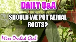 QampA  Should we bury aerial roots of Phalaenopsis Orchids [upl. by Asiuqram66]