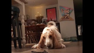 My Basset Hound dog Vincent playing with the GoPro [upl. by Gilberta417]