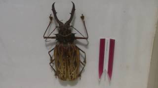 ＜世界で最もキバの長いカミキリムシ＞キバナガカミキリ：Longhorn Beetle Macrodontia cervicornis [upl. by Tudor]